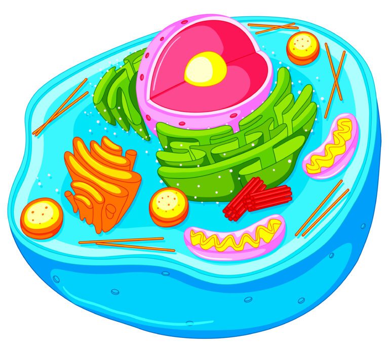 Animal cell in closer look