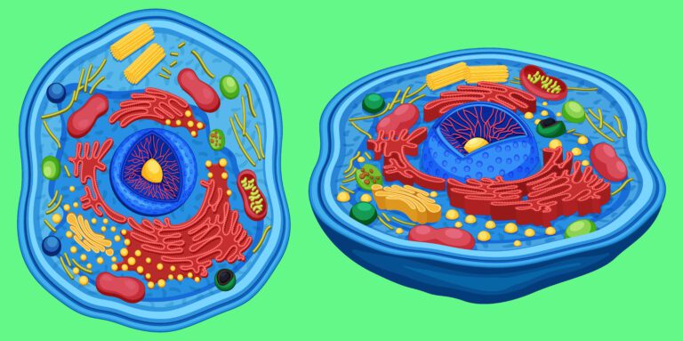 Animal Cell Anatomy Diagram Structure